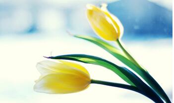 【英语名言】Marrying for love may be a bit risky, but i(图1)