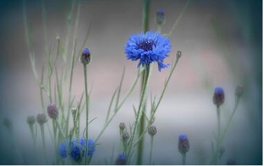 【英语名言】A faithful friend is the medicine of life(图1)