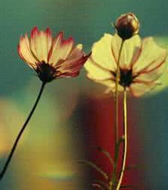【英语名言】But to see her was to love her, love but he(图1)