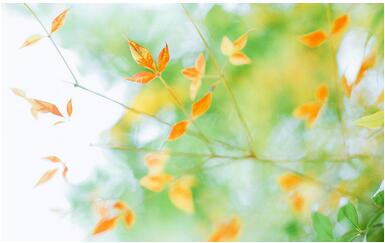 【英语名言】I love you without knowing how, why, or eve(图1)