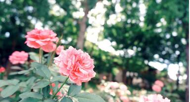 【英语名言】All time is no time when it is past(图1)