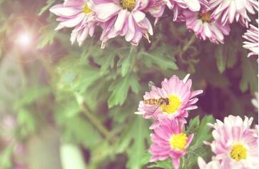 【英语名言】Life is half spent before we know what it i(图1)