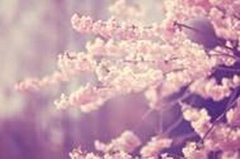【爱情名言】Beauty is but 