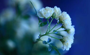【英语名言】Gods determine what youre going to be(图1)
